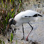 Wood Stork