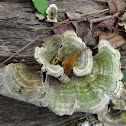 Turkey Tail