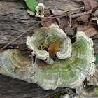 Turkey Tail