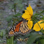 Monarch Butterfly