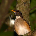 Zorzal collar blanco (White-necked thrush)