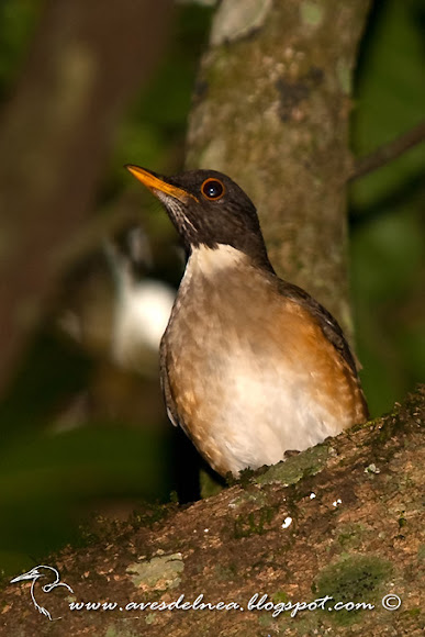 Spotting Image 1
