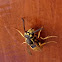 German wasp