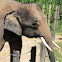 Asian Elephant