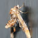 Marathyssa moth
