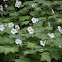Thimbleberry
