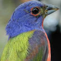 Painted Bunting