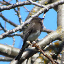 Black Phoebe