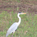Cocoi Heron