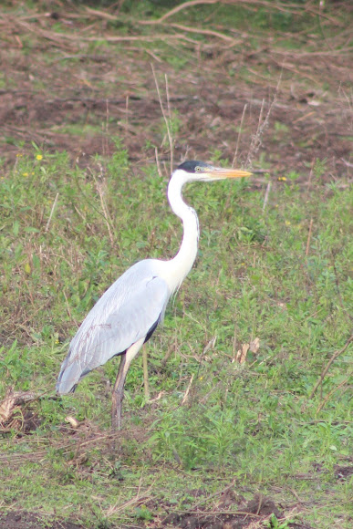 Spotting Image 1