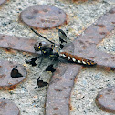 Common Whitetail Dragonfly