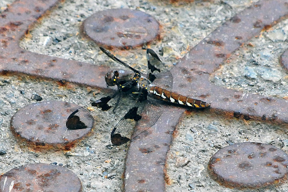 Spotting Image 1