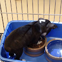 Boston terrier
