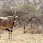 Fringe-eared oryx