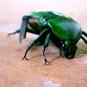 Green June Beetle