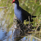 Purple Swamphen