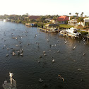 Brown Pelican