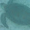 Sea Turtle