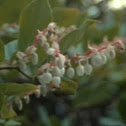 Salal