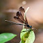 Ebony Jewelwing