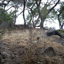 Animal/Game trail