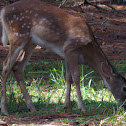 White Tailed Deer (fawn)