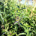 Ragno tigre