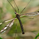 Típula (Crane Fly)