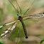 Típula (Crane Fly)