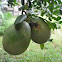 Pomelo, Chinese grapefruit