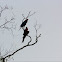 Red-and-Green Macaw