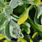 Fynbos