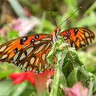 Gulf Fritillary