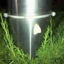 moth