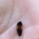 Wooly Bear