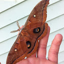 Polyphemus Moth