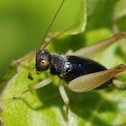 crickets