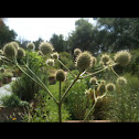 Rattlesnake Master