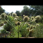 Rattlesnake Master