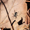 Ground Sac Spider