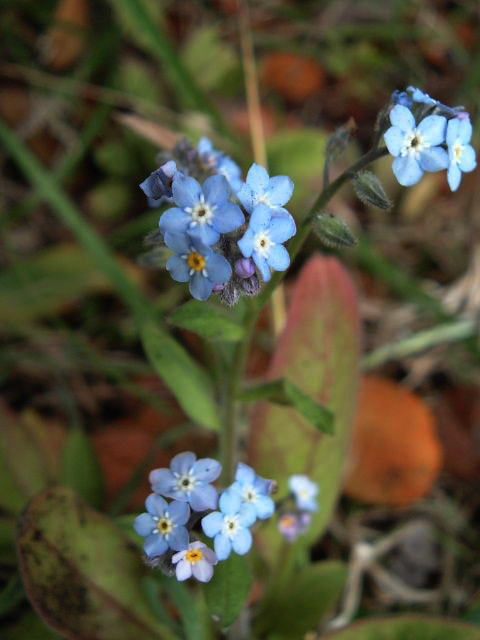Nomeolvides / Wood Forget-me-not