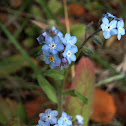 Nomeolvides / Wood Forget-me-not