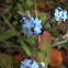 Nomeolvides / Wood Forget-me-not