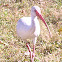 American White Ibis