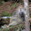 Porcupine