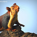 Indian giant squirrel or Malabar giant squirrel