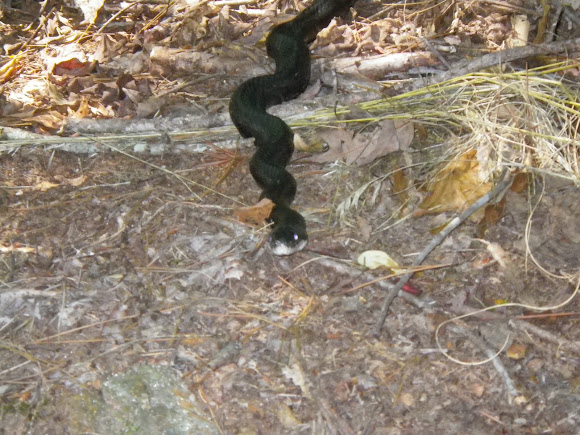Spotting Image 1