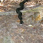 Black Rat Snake