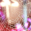 spiderweb1.jpg