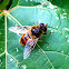 Drone fly